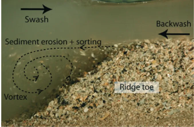 Fig. 6. Sediment erosion and sorting in the breaker zone. The convergence of the swash and the  back-wash creates a strongly erosive vortex that forms a topographic step at the ridge toe.