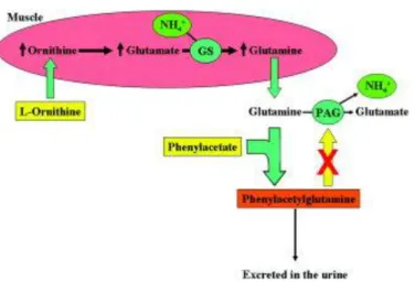 Figure 1. Hypothesis: The coadministration of L-ornithine and phenylacetate to pigs with ALF  stimulates ammonia removal by increasing glutamate in the muscle (transamination of ornithine to  glutamate) and increasing glutamine production through GS