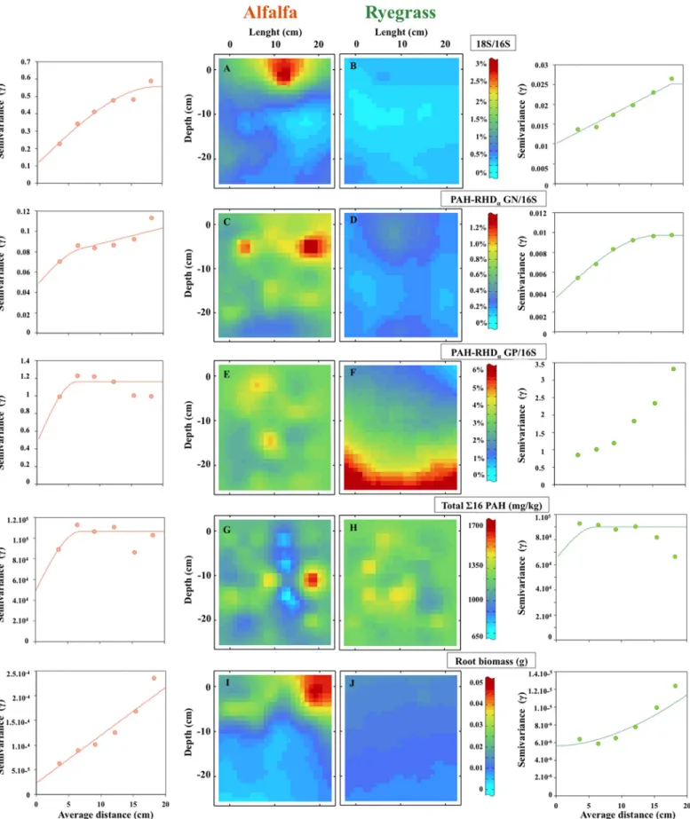 Fig 6. Semivariograms and kriging maps modeling the spatial distribution of 5 different parameters measured from the alfalfa (left) and ryegrass (right) rhizotrons