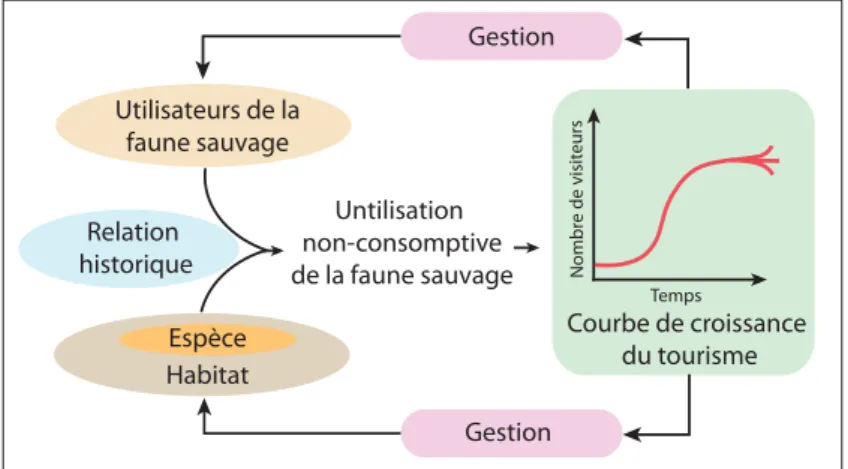 Figure I.8 - Schéma des principales interactions du tourisme non- non-consomptif (traduction française d’après Duffus et Dearden, 1990)