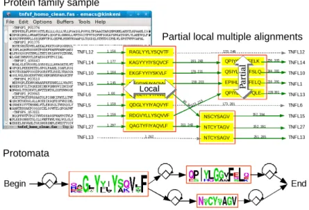 Fig. 10 Learning automata by partial local alignment from set of protein sequences.