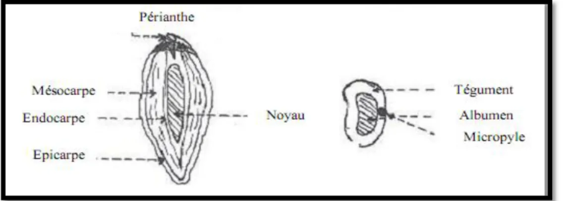 Figure .I.4 : Datte et noyau du palmier dattier[16]. 