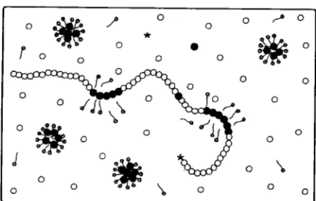FIG. 21 - Schéma  de la copolymérisation  micel-  laire.  o  acrylamide,  8  monomère  hydrophobe : 