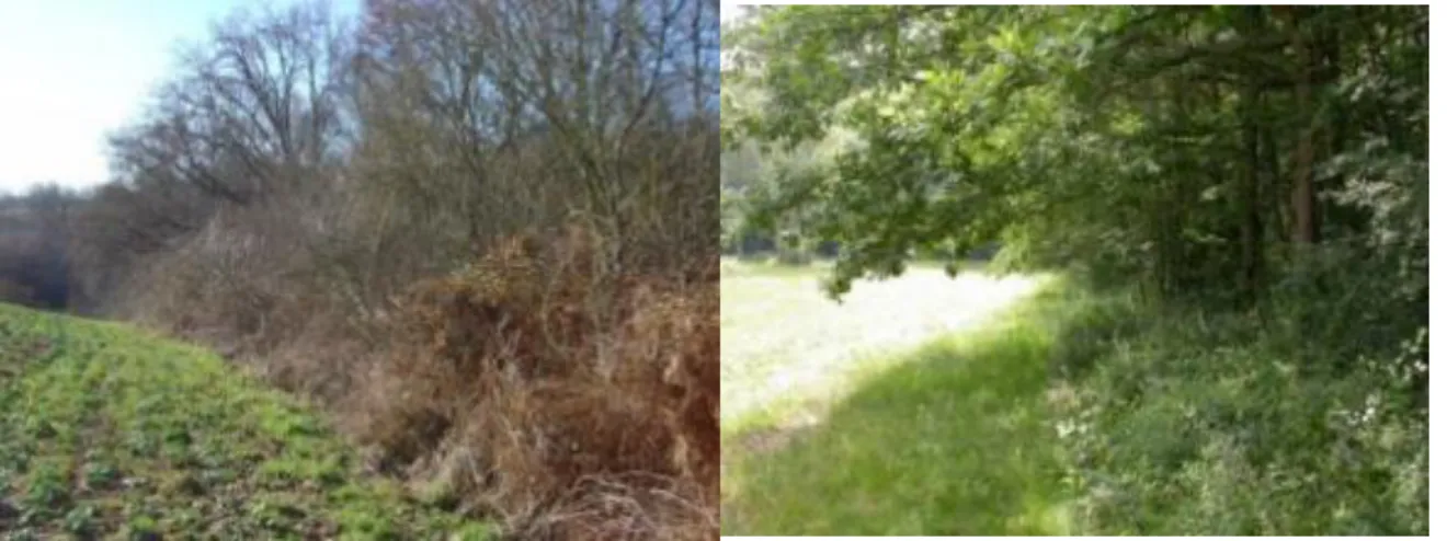 Figure  5  :  Deux  exemples  de  lisières  très  différentes.  A  gauche  une  lisière  avec  un  faible  débordement  des  houppiers  des  arbres  pour  ne  pas  gêner  le  travail  des  champs,  à  droite  une  lisière  avec  un  fort  débordement  des 