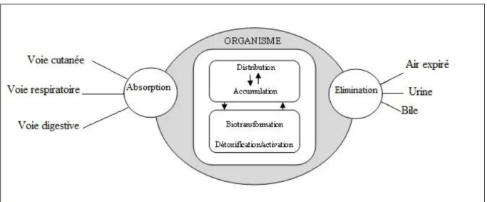 Figure 03: Cheminement d’un toxique dans l’organisme (LAPOINTE, 2004). 