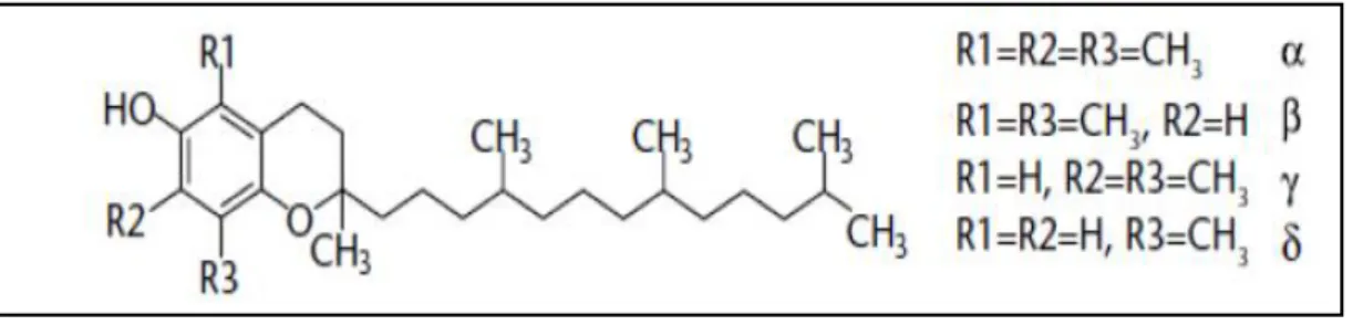 Figure 07: Structure des tocopherols (ALLANE, 2009). 