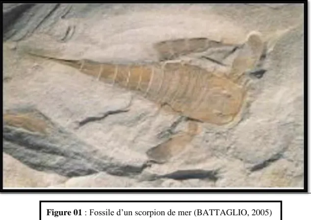 Figure 01 : Fossile d’un scorpion de mer (BATTAGLIO, 2005) 
