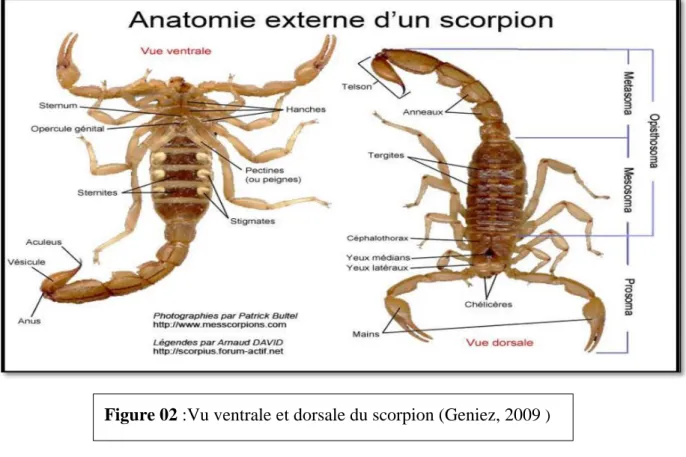 Figure 02 :Vu ventrale et dorsale du scorpion (Geniez, 2009  ) 