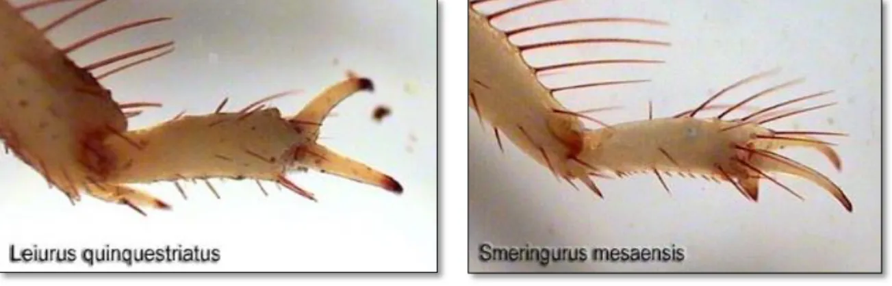 Figure 05: Le talon et griffes des deux espèces différentes [Site 01] 