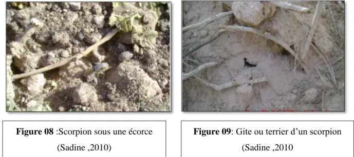 Figure 09: Gite ou terrier d’un scorpion  (Sadine ,2010 