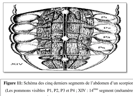 Figure 11: Schéma des cinq derniers segments de l’abdomen d’un scorpion .  (Les pommons visibles  P1, P2, P3 et P4 ; XIV : 14 ème  segment (métamère) 