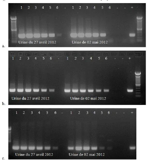 Figure 1. Résultats de PCR évaluant la sensibilité analytique  