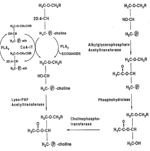 Figure 1.7 Pathways of platelet-activating factor biosynthesis