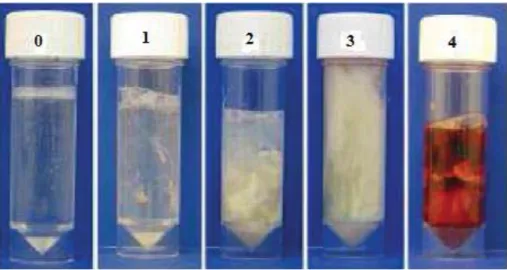 Figure 1: Classification system for purulent vaginal discharge (Williams et al., 2005)    Typical samples of vaginal mucus character: score 0 = clear or translucent mucus; score   1 = mucus containing flecks of white or off-white pus; score 2 = discharge c