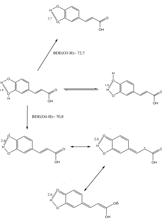 Figure 15 : Réaction de transfert d’atome H depuis l’acide caféique, (En Kcal mol -1 ,   BDE = bond dissociation energy : capacité du phénol à céder un hydrogène)