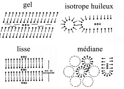 Figure 5 : Différentes phases de l’émulsion [Poré, 1976]. 