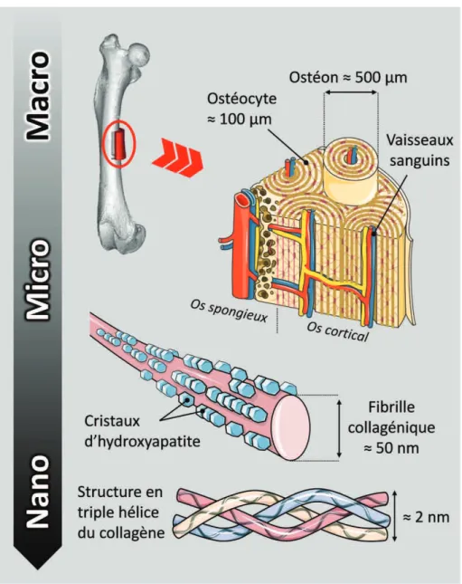 Figure I-1. Schéma des différentes composantes de l’os naturel à différentes échelles (courtoisie banque d’images Servier®) 