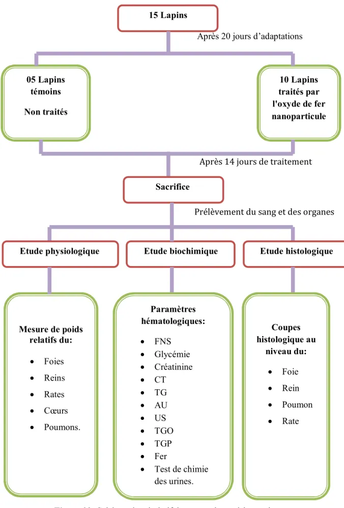 Figure 02: Schéma récapitulatif du protocole expérimental. 