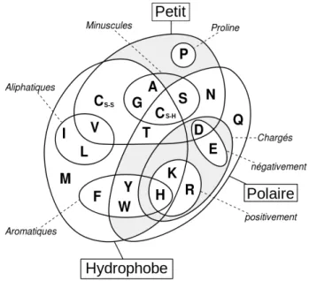 Figure 1.4 – Regroupement des acides aminés selon leurs propriétés