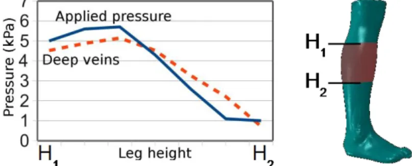 Figure 5: Mean (in the circumference) applied pressure and mean hydrostatic pressure  in the main deep veins locations 