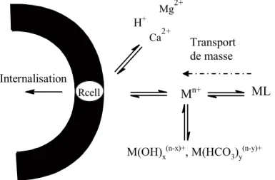 Figure  3.  Représentation  simplifiée  du  modèle  du  ligand  biotique  décrivant  la  spéciation  du  métal M et sa possible interaction avec le récepteur cellulaire Rcell