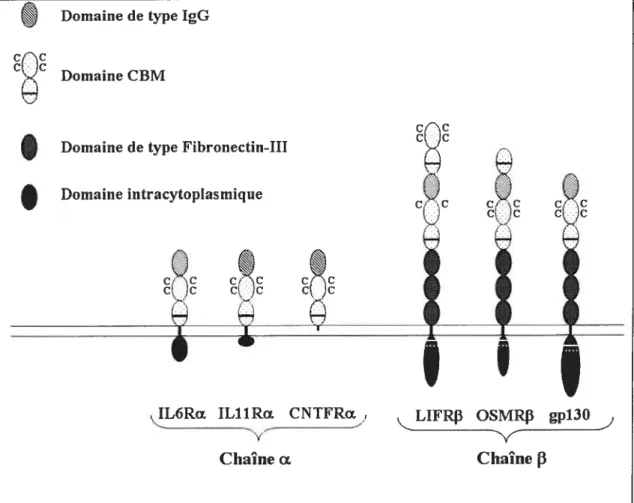 Figure 2 : Représentation schématique des récepteurs des cytotdnes de la famille de l’1L6 .