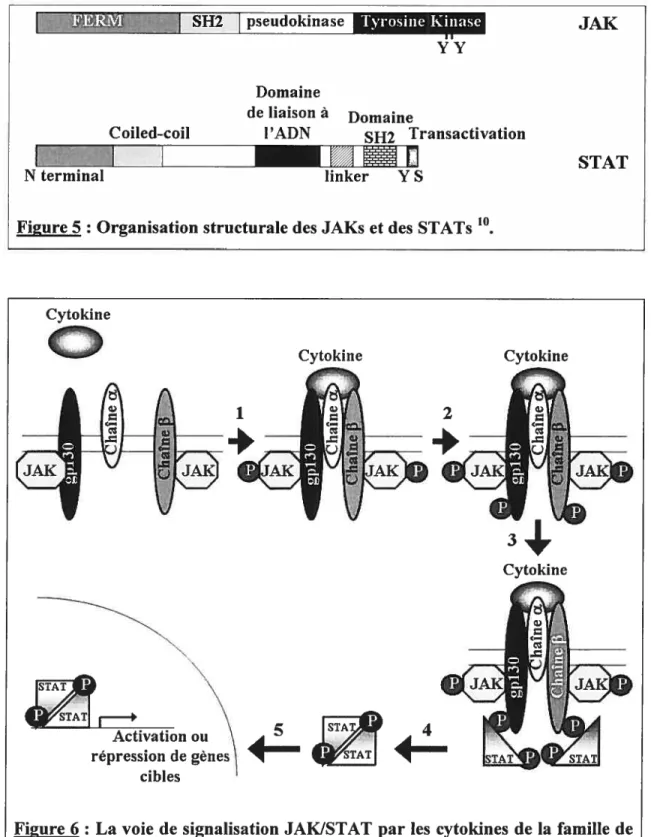 Figure 5 : Organisation structurale des JAKs et des STATs