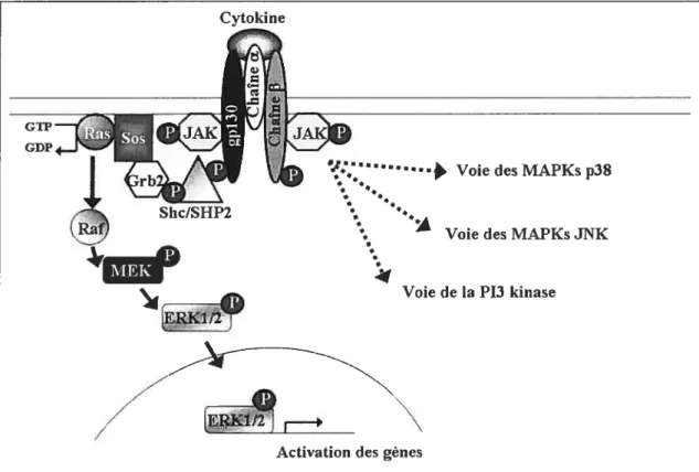 Figure 8: Voie d’activation des MAPKs et de la PI3K par les cytokines de la famille de l’1L6 2