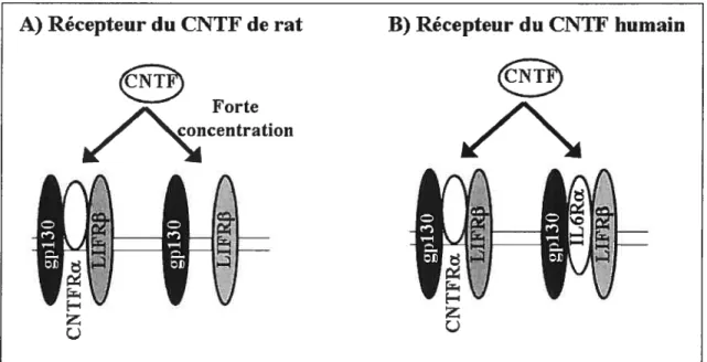 Figure 9: Les différents récepteurs du CNTF de rat (A) et du CNTF humain