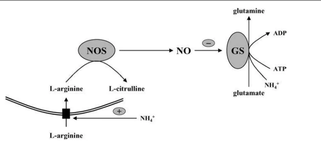 Figure 6. Hypothesis whereby ammonia stimulates  L -arginine uptake into the cell, which activates  NOS, resulting in an increased production of NO and consequently tyrosine nitration of GS