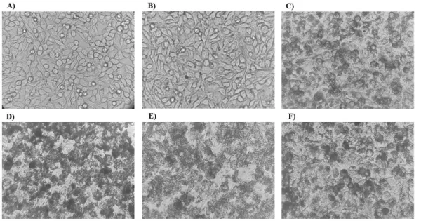 Fig. 4.  Microscopic images of A549 cells exposed to 120 μg/mL TiO 2 -NPs for 24 h (20 X  magnification)