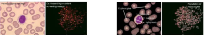 Fig. 1. Microscopic cell images (left), segmented cell shapes to be analysed (right).
