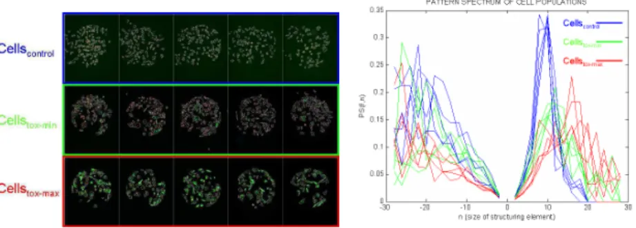 Fig. 2. Left, cell population based high content toxicity biosensor, three examples of toxic concentration