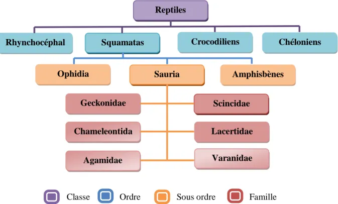 Figure  2 : Lézard du genre Scincus Scincus  (A: femelle – B : male) (2020). 