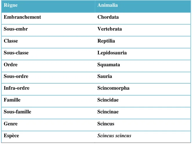 Tableau 1 : Classification de Scincus scincus. 