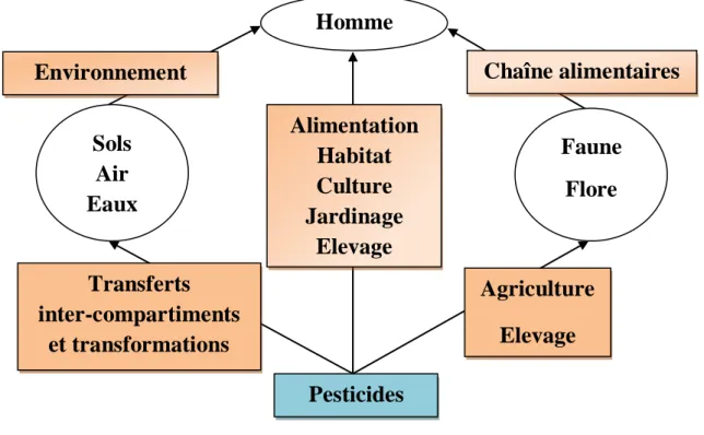 Figure 10 : Modes d’exposition de l’homme et des milieux par les pesticides (CPP, 2002)