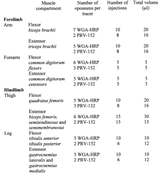 TABLE 1. Number of opossums used for the injections ofWGA-HRP and PRV-152