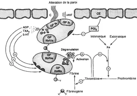 Figure 1. Mécanisme général de l’adhésion plaquettaire. Il fait intervenir essentiellement le GP lb! IX de la membrane plaquellaire, le facteur von Willebrand et les fibres de