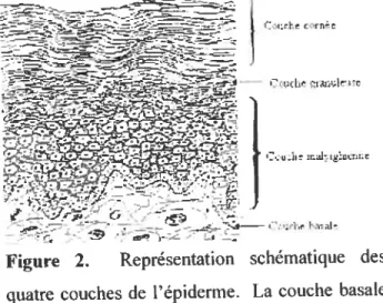 Figure 2. Représentation schématique des quatre couches de l’épiderme. La couche basale est composée de jeunes cellules cuboïdales