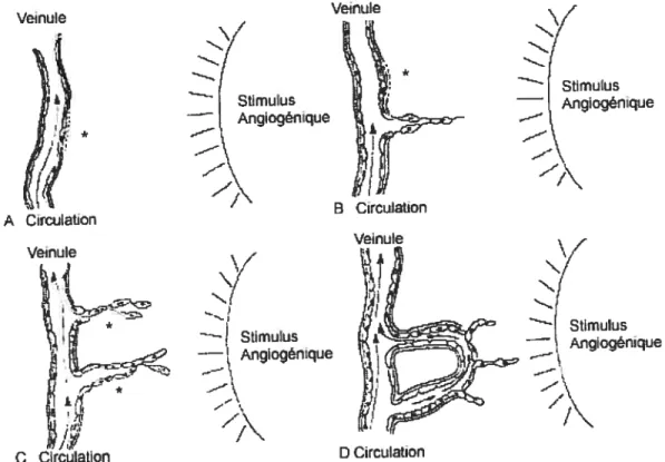 Figure 3. Étapes de l’angiogénèse. A, La membrane basale est dégradée par les cellules endothéliales activées (*)