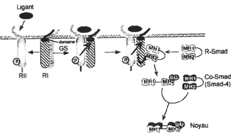 Figure 5. Voie de signalement du TGf-. Le ligand agit via les récepteurs sérine/thréonine kinase de type I et de type II