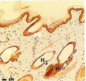 Fig 2. Immunohistochemical localization of TGF- RI in normal, uninjured equine thoracic skin (60X; bar = 100 itin)