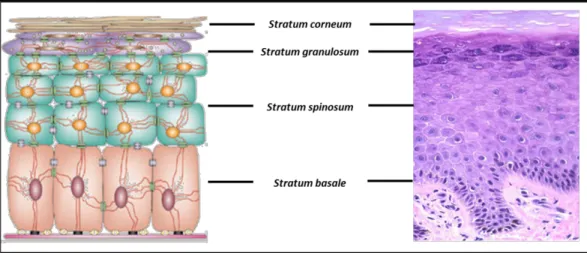 Figure 1.   Schéma des quatre couches cellulaires de l’épiderme en comparaison avec  une coupe histologique