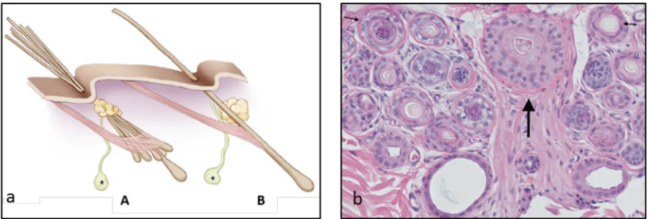Figure 2.  Schéma du follicule pileux simple et composé en comparaison avec une  coupe histologique de la peau d’un chat