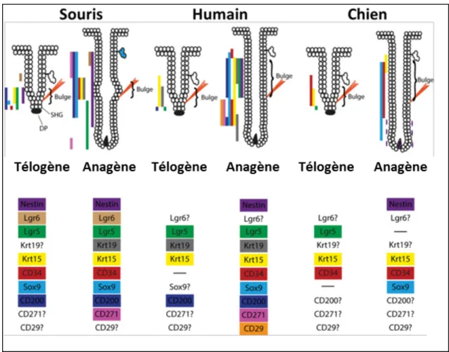 Figure 7.  Résumé  de  l’expression  des  différents  marqueurs  de  cellules  souches  connues chez la souris, l’humain et le chien