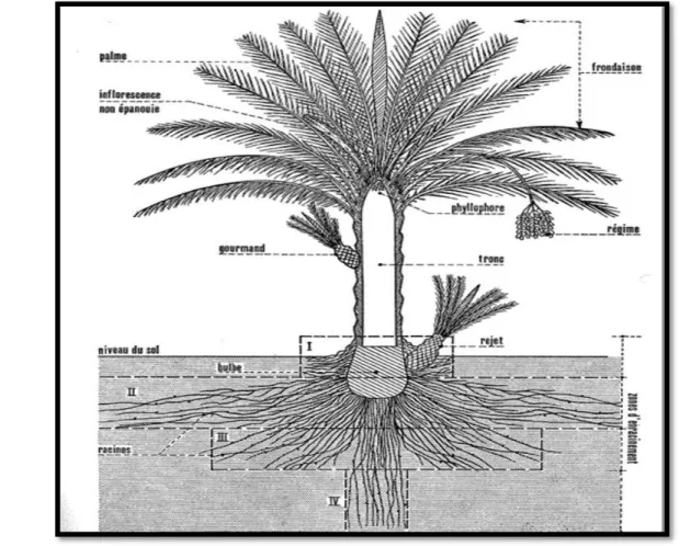 Figure 03:  le système racinaire de palmier dattier (Munier, 1973)  I-7-1-2- Système végétatif aérien: 