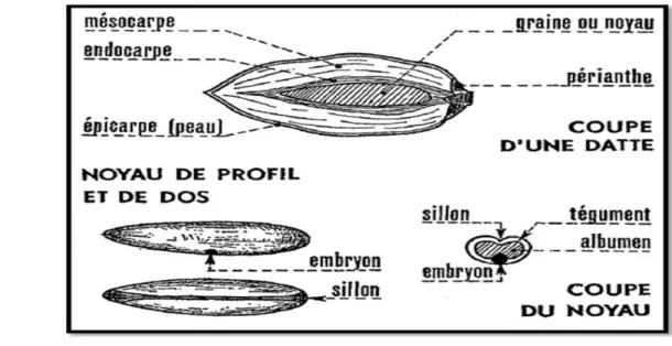 Figure 06: fruit et graine de palmier dattier (Munier, 1973)   I-7-3-2- Composition de la datte: 