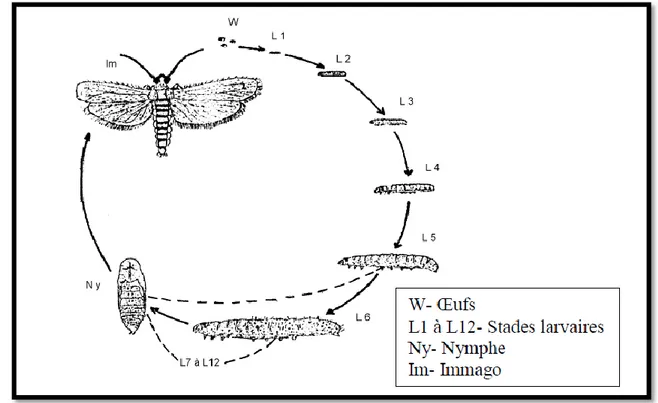 Figure 10: Cycle Biologique de la pyrale de datte (Doumandji-Mitiche, 1983) 