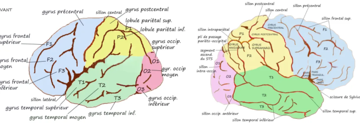 Figure 2. Gyrus de la face externe de l’hémisphère gauche et droit 