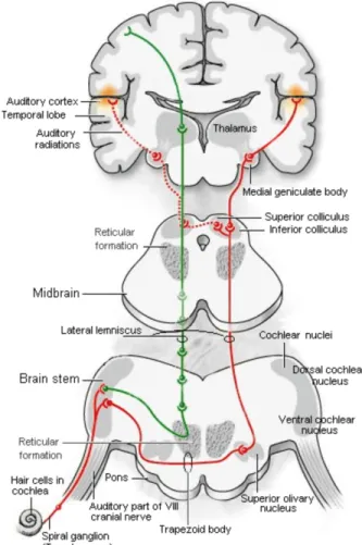 Figure 5. La voie auditive de la cochlée au cortex auditif  (http://firstyears.org/anatomy/ear.htm) 